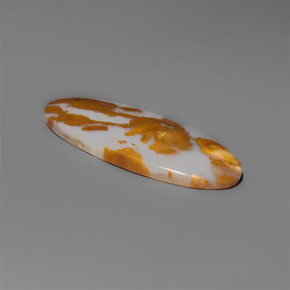 Petrified Wood