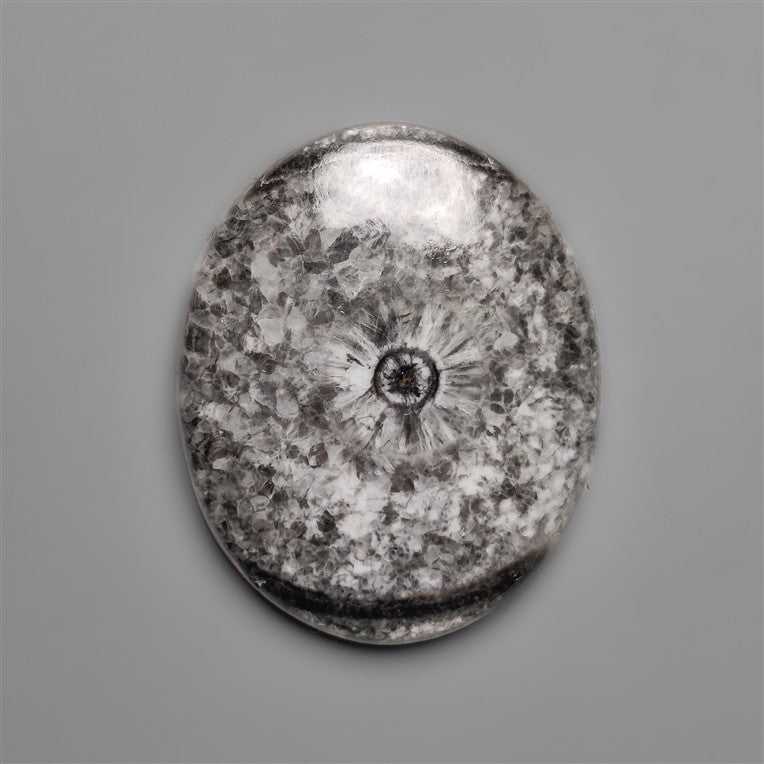 Orthoceras Fossil