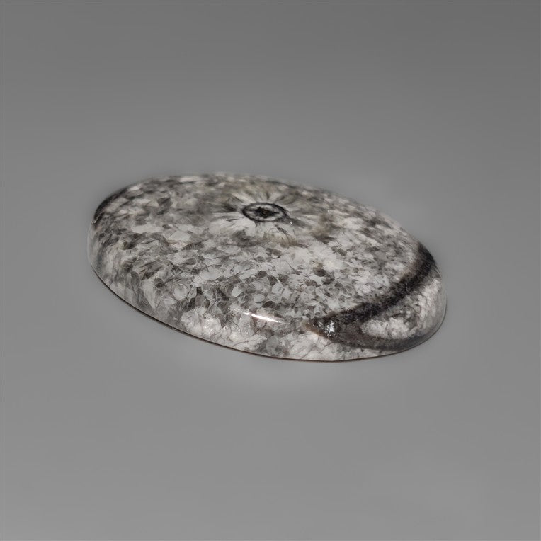 Orthoceras Fossil