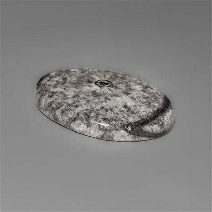 Orthoceras Fossil