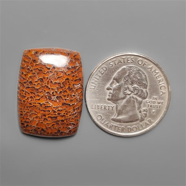 Dinosaur Bone Fossil Cabochon