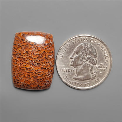 Dinosaur Bone Fossil Cabochon