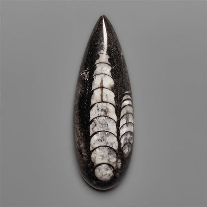 Orthoceras Fossil