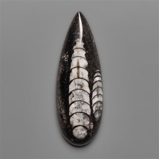 Orthoceras Fossil