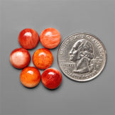 Spiny Oyster Shell Calibrated Cabochons Lot