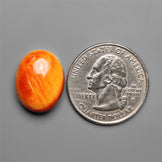 Spiny Oyster Shell Cabochon