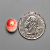 Spiny Oyster Shell Cabochon