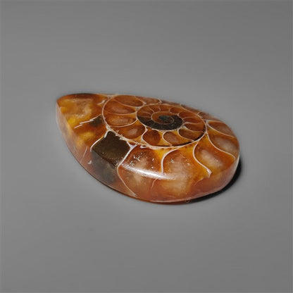 Ammonite Cabochon