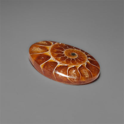 Ammonite Cabochon