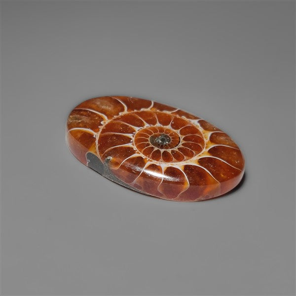 Ammonite Cabochon