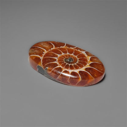 Ammonite Cabochon