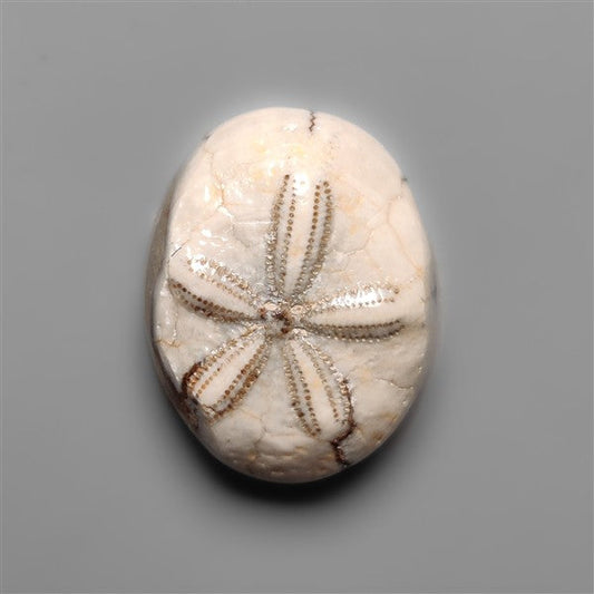 Sand Dollar Sea Urchin Fossil