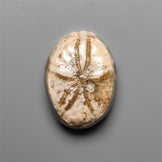 Sand Dollar Sea Urchin Fossil