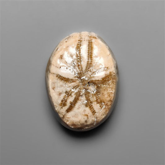 Sand Dollar Sea Urchin Fossil