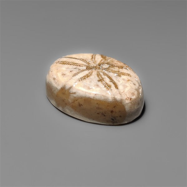 Sand Dollar Sea Urchin Fossil
