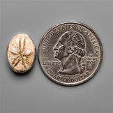 Sand Dollar Sea Urchin Fossil