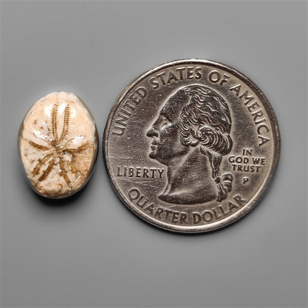 Sand Dollar Sea Urchin Fossil
