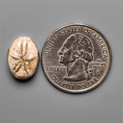 Sand Dollar Sea Urchin Fossil