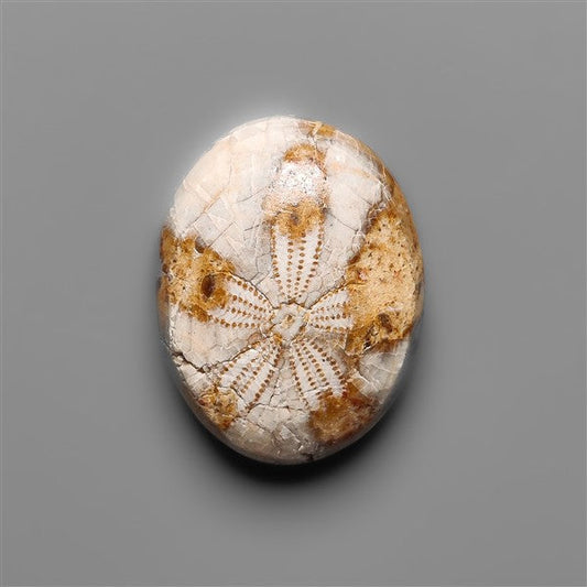 Sand Dollar Sea Urchin Fossil