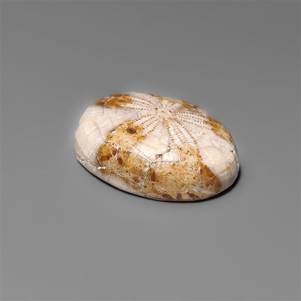 Sand Dollar Sea Urchin Fossil