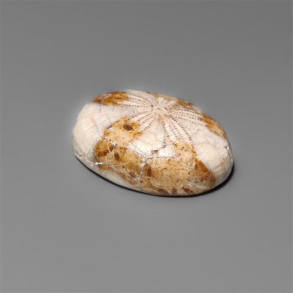 Sand Dollar Sea Urchin Fossil