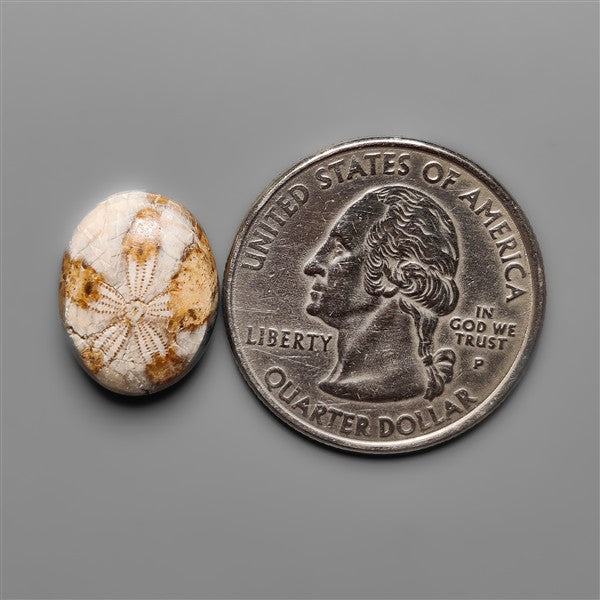 Sand Dollar Sea Urchin Fossil