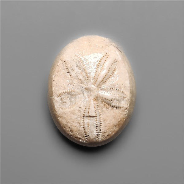Sand Dollar Sea Urchin Fossil
