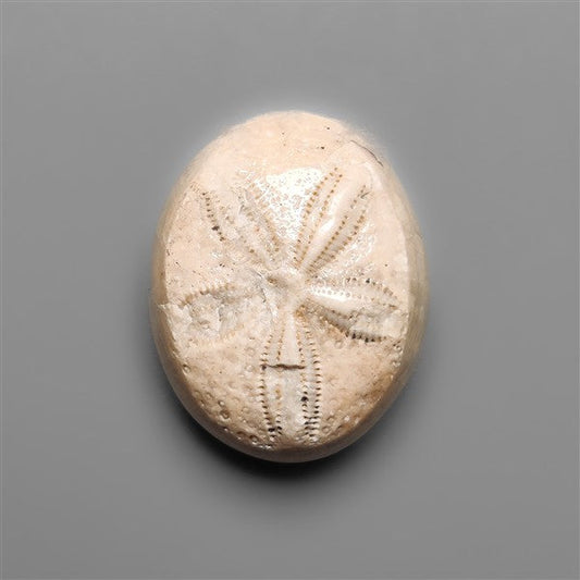 Sand Dollar Sea Urchin Fossil