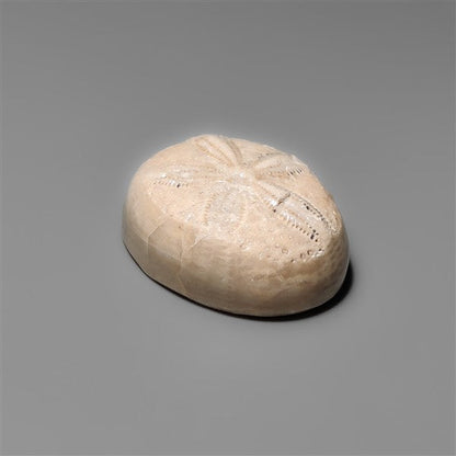Sand Dollar Sea Urchin Fossil