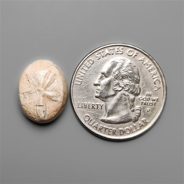 Sand Dollar Sea Urchin Fossil