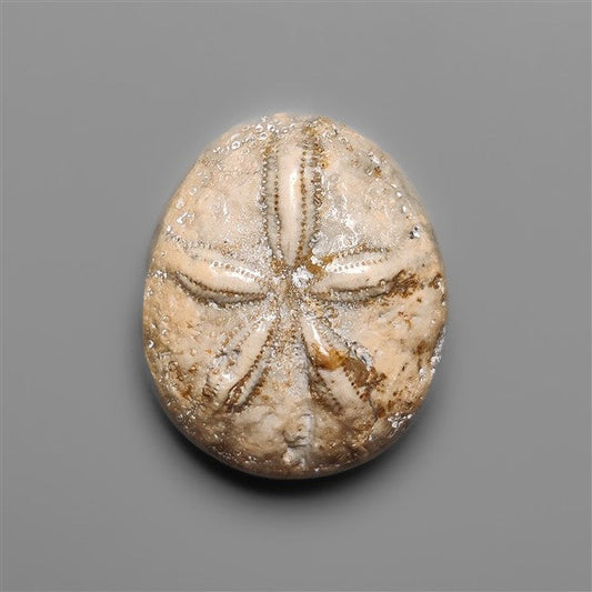 Sand Dollar Sea Urchin Fossil