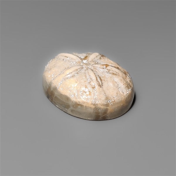 Sand Dollar Sea Urchin Fossil