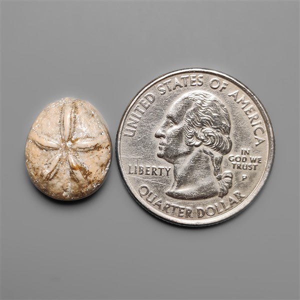Sand Dollar Sea Urchin Fossil