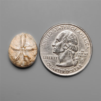 Sand Dollar Sea Urchin Fossil
