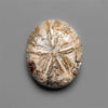 Sand Dollar Sea Urchin Fossil