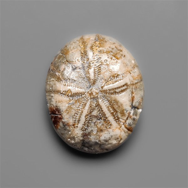 Sand Dollar Sea Urchin Fossil