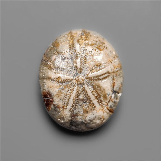 Sand Dollar Sea Urchin Fossil