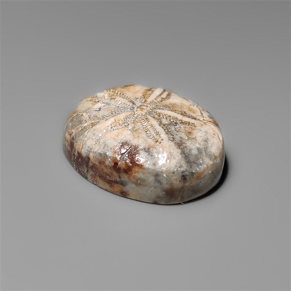 Sand Dollar Sea Urchin Fossil