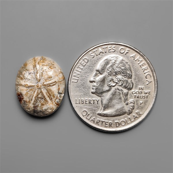Sand Dollar Sea Urchin Fossil