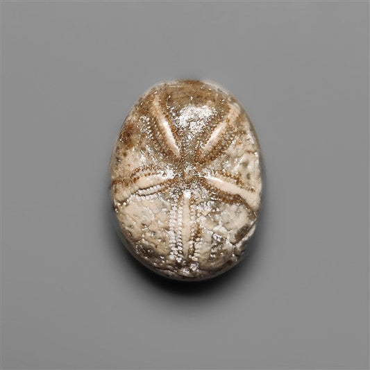 Sand Dollar Sea Urchin Fossil