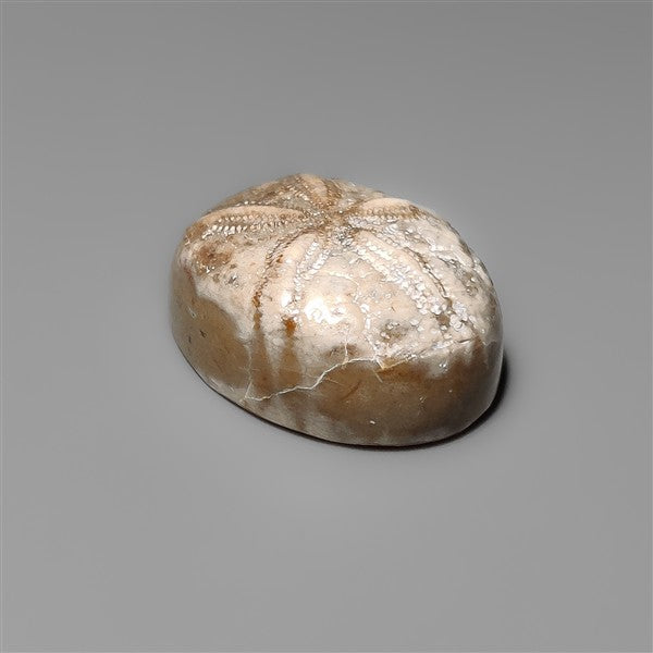 Sand Dollar Sea Urchin Fossil