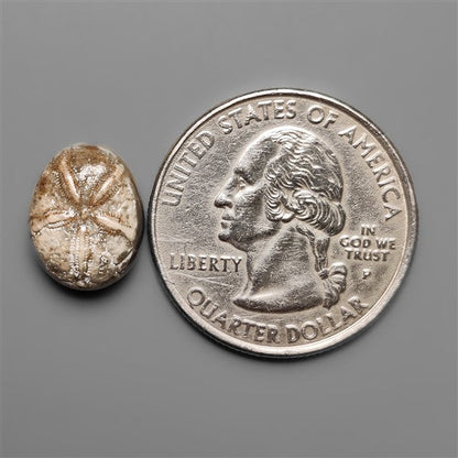Sand Dollar Sea Urchin Fossil