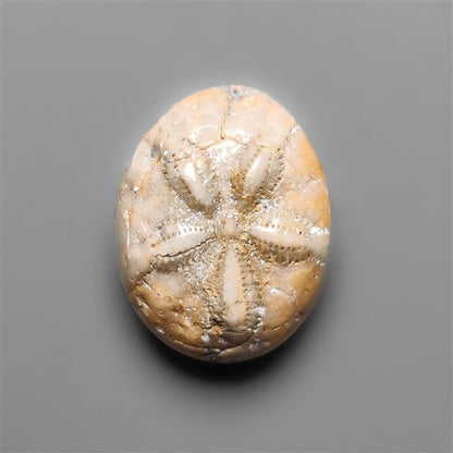 Sand Dollar Sea Urchin Fossil