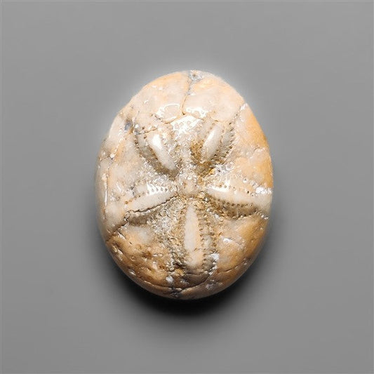 Sand Dollar Sea Urchin Fossil
