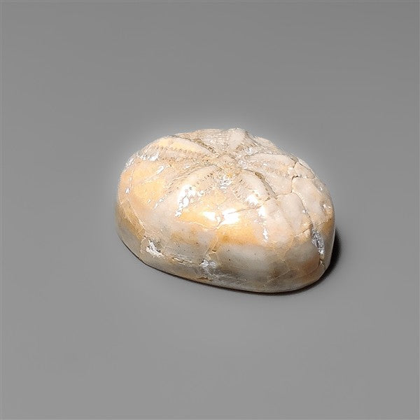 Sand Dollar Sea Urchin Fossil