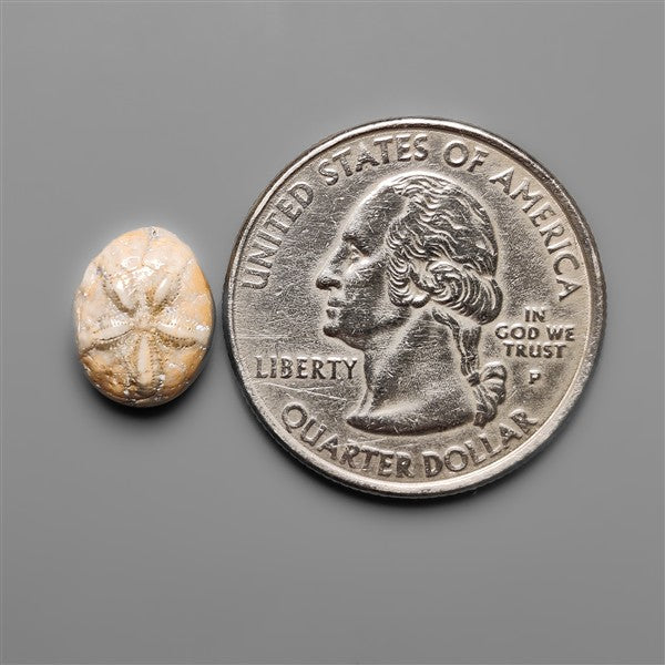 Sand Dollar Sea Urchin Fossil