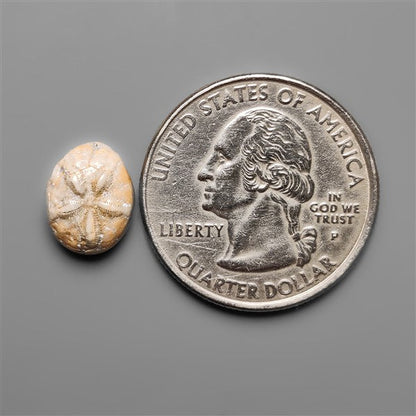 Sand Dollar Sea Urchin Fossil