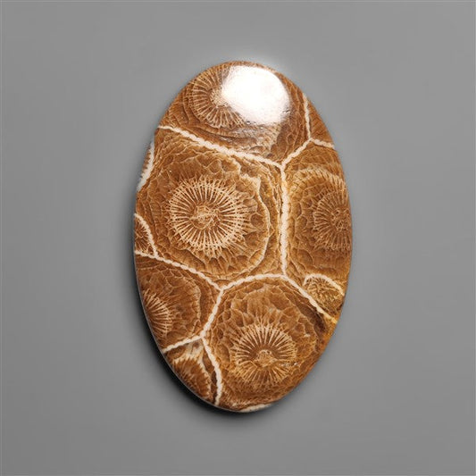 Moroccan Fossil Coral Cabochon