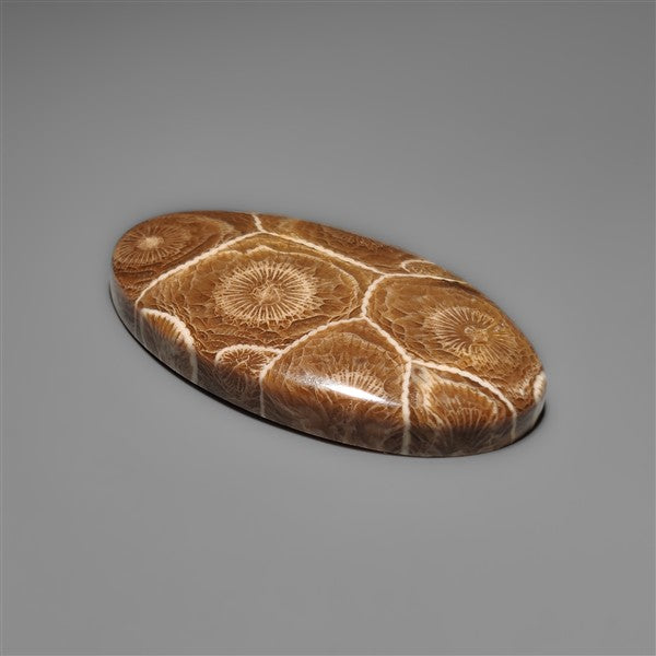 Moroccan Fossil Coral Cabochon