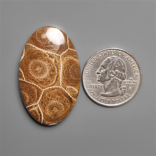 Moroccan Fossil Coral Cabochon